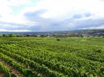 01: Pohled na vinařskou obec Langenlois od viniční trati Schenkenbichl / Langenlois, Kamptal (Rakousko)