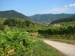 04: Pohled na vinařskou obec Spitz od viniční trati Setzberg / Spitz, Wachau (Rakousko)