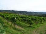 04: Viniční trať Irbling, na pozadí vinařská obec Schönberg am Kamp / Stiefern, Kamptal (Rakousko)