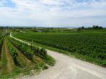 04: Pohled z viniční trati Salzberg směrem na vinařskou obec Gols, před obcí je pak viniční trať Breitenacker / Gols, Neusiedlersee (Rakousko)