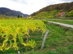 05: Pohled na vinařskou obec St. Michael in der Wachau od viniční trati Donauboden, na pozadí viniční trať Harzenleiten / St. Michael in der Wachau, Wachau (Rakousko)