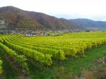 07: Pohled na vinařskou obec Joching od viniční trati Pichl Point / Joching, Wachau (Rakousko)