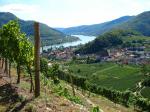 07: Pohled na městečko Spitz od viniční trati Singerriedel / Spitz, Wachau (Rakousko)