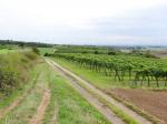 09: Pohled na viniční trať Riesmein od viniční trati Hinternberg, v pozadí vinařská obec Ottenthal / Neudegg, Wagram (Rakousko)