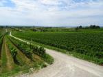 09: Pohled na vinařskou obec Gols od viniční trati Salzberg / Gols, Burgenland (Rakousko)