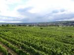 Pohled na městečko Langenlois od viniční trati Schenkenbichl / Langenlois, Kamptal (Rakousko)