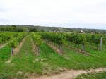 11: Pohled od viniční trati Altweingarten směrem k vinařské obci Großriedenthal, na pozadí viniční trať Sand (vlevo od kostela) / Großriedenthal, Wagram (Rakousko)