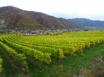 11: Pohled na Joching od viniční tratě Pichl Point / Joching, Wachau (Rakousko)