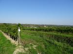 12: Viniční trať Altweingarten, na pozadí vinařská obec Großriedenthal / Großriedenthal, Wagram (Rakousko)