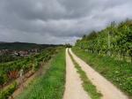 13: Viniční trať Heiligenstein, v pozadí vinařská obec Zöbing / Zöbing, Kamptal (Rakousko)