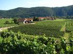 13: Pohled od viniční trati Höhereck na vinařskou obec Oberloiben, vpravo viniční tratě Oberhauser (před cestou) a Klostersatz (za cestou) / Oberloiben, Wachau (Rakousko)