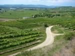 15: Pohled od viniční trati Mosburgerin na viniční trať Steingraben / Gedersdorf, Kremstal (Rakousko)
