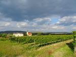 17: Pohled na vinařskou obec Gobelsburg od viniční trati Steinsetz / Gobelsburg, Kamptal (Rakousko)