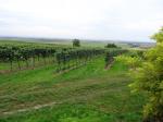 18: Pohled na viniční trať Trausatz od viniční trati Mordthal / Ruppersthal, Wagram (Rakousko)