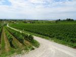 18: Pohled na vinařskou obec Gols od viniční trati Salzberg / Gols, Neusiedlersee (Rakousko)