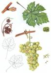 Ilustrace odrůdy Chrupka bílá.