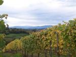 Tradiční vysoké vedení vinice v podoblasti Jurançon. Zdroj: Wikipedia.