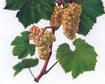 Ilustrace odrůdy Chardonnay.