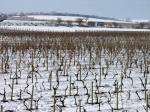 FOTO 01 - Ještě když je vinice pod sněhem a spí, již probíhá 