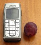 Největší bobule byly velké asi jako třetina mobilu střední velikosti, hmotnost dosahovala až ke 30 gramům.