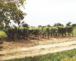 Pohled na naučnou vinici starých odrůd ve směru od Malovaného sklepa ze směru od Havraníků.