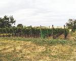Pohled na naučnou vinici starých odrůd ve směru od Moravského sklípku. Třetí řádek zprava je zmíněná Čabaňská perla krytá drátěnkou.