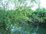 03 - Dozrávající mirabelky na břehu Sratkovského rybníka. 20. srpna 2006.