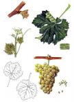 Ilustrace odrůdy Sauvignon.