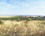 Obr. 4 - Pohled z vřesoviště na obec Havraníky. V dálce jsou nové výsadby na viniční trati Staré vinice (23. srpna 2004).