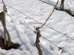 FOTO 05 - Keřík révy po zimním řezu 