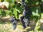 Odrůda Cabernet Sauvignon našla své místo v nejteplejších lokalitách jižní Moravy.
