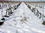 FOTO 07 - Pohled na vinici po zimním řezu. Více v textu dnešního článku.
