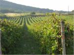 Vinice na svazích Malých Karpat přímo vybízejí k vinařsko - turistickým procházkám.