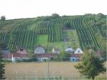 Typická krajina velkopavlovických vinohrádků, tentokrát za obcí Bořetice pohled na Kraví horu.