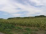 09 - Pohled z vinařské stezky mezi Mutěnicemi a Čejčí na terasy z mladými výsadbami. Jedná se o vinice výzkumné stanice Mutěnice a viniční trať Úlehle. 19. srpna 2006.