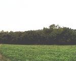 Obr. 9 - Pohled z louky u řeky Dyje na viniční trať Šobes v Národním parku Podyjí (23. srpna 2004).