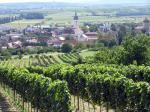 Vinařská obec Unterretzbach v obležení Veltlinského zeleného.