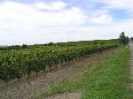 11 - Celkový pohled na vinice za Čejčí směrem na Násedlovice po levé straně silnice. 19. srpna 2006.
