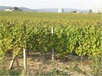PD hospodaří asi na 108 ha vinic.