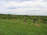 12 - Po pravé straně silnice za Čejčí smerem na Násedlovice najdete nádherně zvlněnou krajinu s řadou menších vinic. 19. srpna 2006.