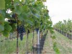 Mladá vinice odrůdy Modrý Portugal v trati „Staré vinice“ u Havraníků.