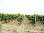 Čelní pohled na viniční trať Újezdy, končící daleko pod kopcem. Na této rozlehlé viniční trati naleznete rozmanité množství moštových a stolních odrůd používaných pro výrobu vín.