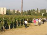 Účastnící exkurze při prohlídce části vinohradu.