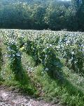 16. Přesličková vinice v Auxey-Duresses.jpg