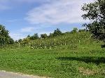 18 - Údolí před Velkými Pavlovicemi je po obou stranách obklopeno vinicemi. 2. září 2006.