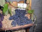 Snímek pořízen 19. září 2004, kdy se v Zámecké vinotéce konala výstava hroznů. Detail na novošlechtěnou odrůdu Sevar z Šlechtitelské stanice vinařské v Polešovicích, o kterém jsme již několikrát na našem portále psali.
