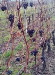 Přitom na stejné trati jiný vinohradník udrží hrozno až dlouho do zimy zdravé