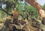 Zpracování kůry korkového dubu.