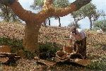 Kůra korkového dubu z Portugalska.
