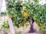 Srpen 2003 na jedné moravské vinici nabízel krásný pohled a slibnou úrodu...